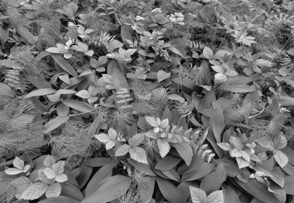 Fototapete 368 x 254 cm - 8-914 Forest Floor - versandkostenfrei in D*
