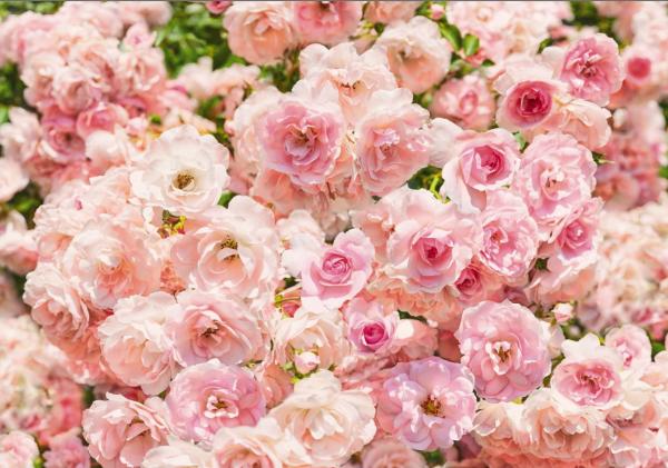 Fototapete 368 x 254 cm - 8-937 Rosa - versandkostenfrei in D*