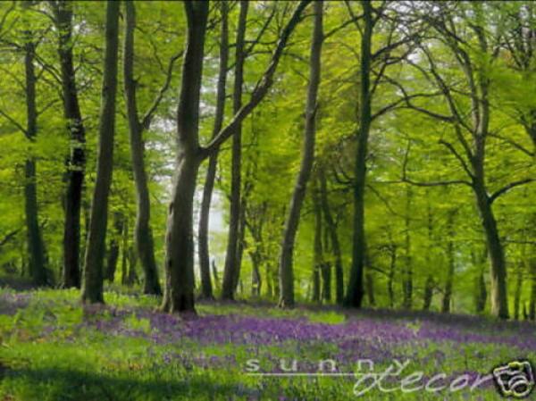 Fototapete 368 x 254 cm - 98251 Clearing - versandkostenfrei in D*