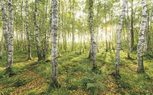 Fototapete auf Vlies SH043-VD4 - 400 x 250 cm - versandkostenfrei