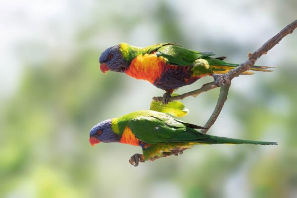 „Vlies-Fototapete MS-5-0400 mit Tiermotiv – flache Draufsicht auf das XXL-Design in 375×250 cm“