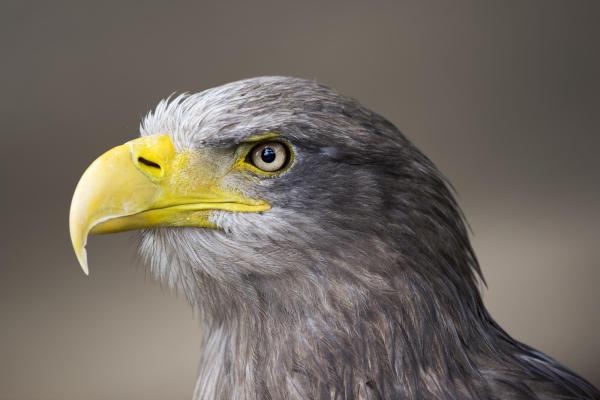 „Vlies-Fototapete MS-5-0407 mit Tiermotiv – flache Draufsicht auf das XXL-Design in 375×250 cm“