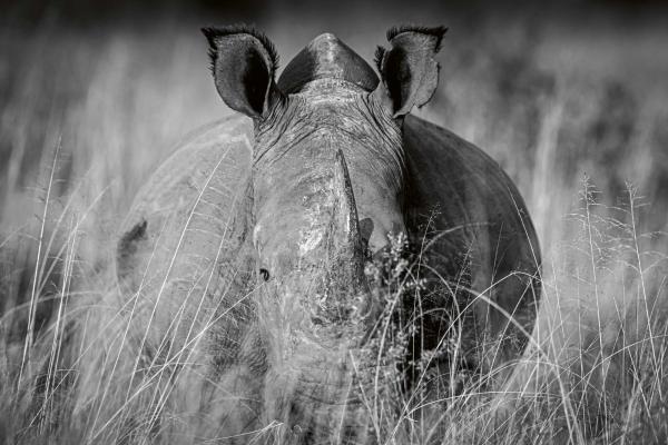 „Vlies-Fototapete MS-5-0454 mit Tiermotiv – flache Draufsicht auf das XXL-Design in 375×250 cm“