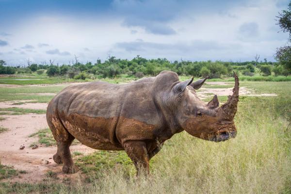 „Vlies-Fototapete MS-5-0455 mit Tiermotiv – flache Draufsicht auf das XXL-Design in 375×250 cm“