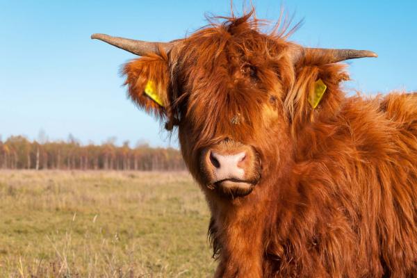 „Vlies-Fototapete MS-5-0461 mit Tiermotiv – flache Draufsicht auf das XXL-Design in 375×250 cm“