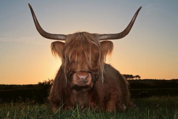 „Vlies-Fototapete MS-5-0462 mit Tiermotiv – flache Draufsicht auf das XXL-Design in 375×250 cm“
