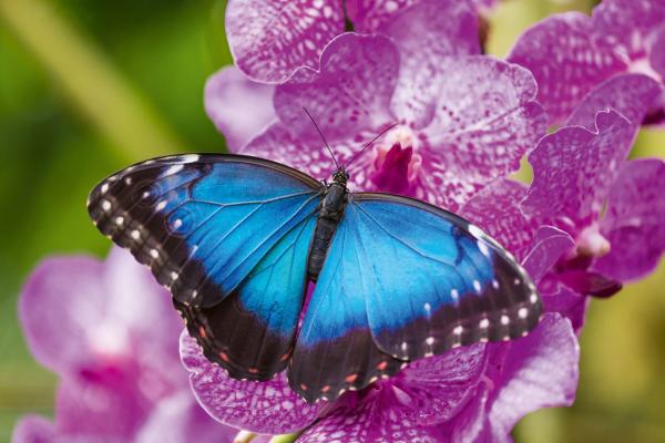 „Vlies-Fototapete MS-5-0465 mit Tiermotiv – flache Draufsicht auf das XXL-Design in 375×250 cm“