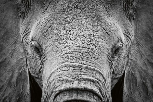 „Vlies-Fototapete MS-5-0484 mit Tiermotiv – flache Draufsicht auf das XXL-Design in 375×250 cm“
