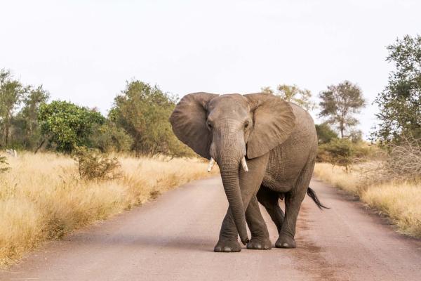„Vlies-Fototapete MS-5-0488 mit Tiermotiv – flache Draufsicht auf das XXL-Design in 375×250 cm“