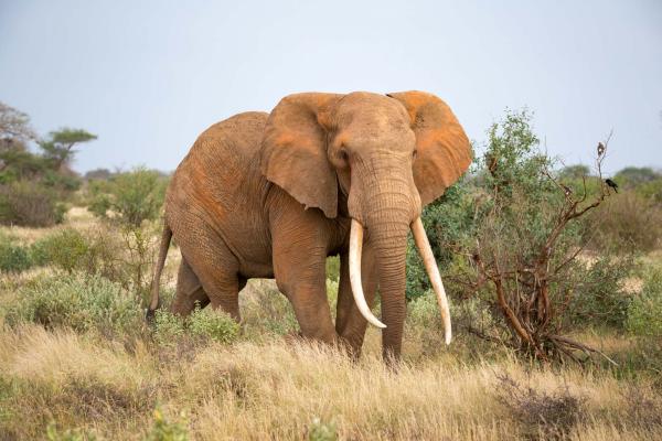 „Vlies-Fototapete MS-5-0491 mit Tiermotiv – flache Draufsicht auf das XXL-Design in 375×250 cm“