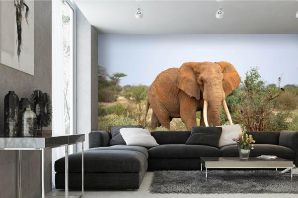 „Tiermotiv-Fototapete MS-5-0491 als Blickfang im Wohnzimmer – lebendige Farben und räumliche Tiefe“