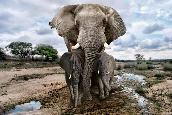 „Vlies-Fototapete MS-5-0497 mit Tiermotiv – flache Draufsicht auf das XXL-Design in 375×250 cm“