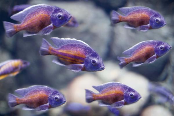 „Vlies-Fototapete MS-5-0518 mit Tiermotiv – flache Draufsicht auf das XXL-Design in 375×250 cm“