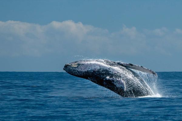 „Vlies-Fototapete MS-5-0519 mit Tiermotiv – flache Draufsicht auf das XXL-Design in 375×250 cm“