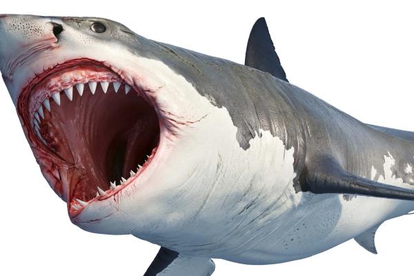 „Vlies-Fototapete MS-5-0535 mit Tiermotiv – flache Draufsicht auf das XXL-Design in 375×250 cm“