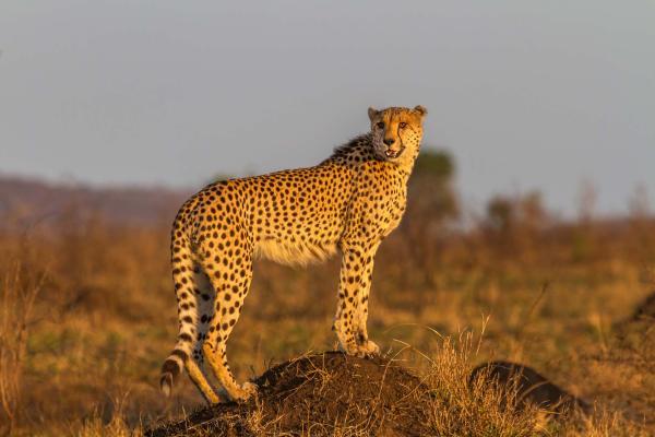 „Vlies-Fototapete MS-5-0573 mit Tiermotiv – flache Draufsicht auf das XXL-Design in 375×250 cm“