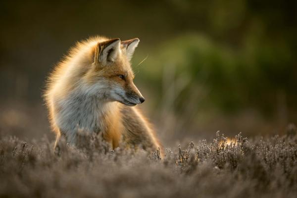 „Vlies-Fototapete MS-5-0611 mit Tiermotiv – flache Draufsicht auf das XXL-Design in 375×250 cm“