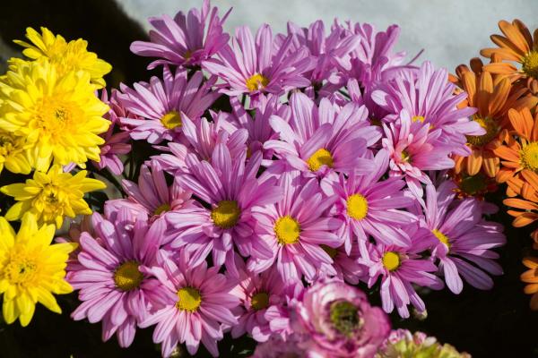 Vlies-Fototapete MS-5-1295 – Draufsicht auf florales Dessin mit warmen Farbtönen, Format 375 × 250 cm, brillante Druckqualität.