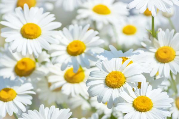 Vlies-Fototapete MS-5-1296 – Draufsicht auf florales Dessin mit warmen Farbtönen, Format 375 × 250 cm, brillante Druckqualität.