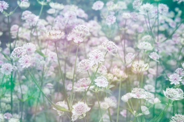 Vlies-Fototapete MS-5-1323 – Draufsicht auf florales Dessin mit warmen Farbtönen, Format 375 × 250 cm, brillante Druckqualität.