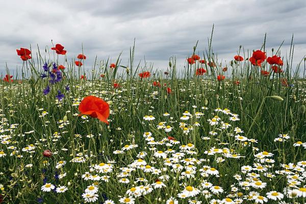 Vlies-Fototapete MS-5-1341 – Draufsicht auf florales Dessin mit warmen Farbtönen, Format 375 × 250 cm, brillante Druckqualität.