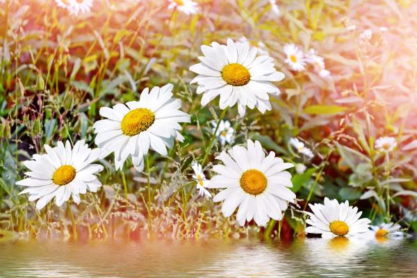 Vlies-Fototapete MS-5-1353 – Draufsicht auf florales Dessin mit warmen Farbtönen, Format 375 × 250 cm, brillante Druckqualität.