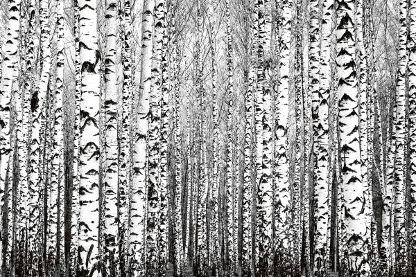 Detailansicht der Vlies-Fototapete MS-5-1906 mit Waldmotiv in XXL
